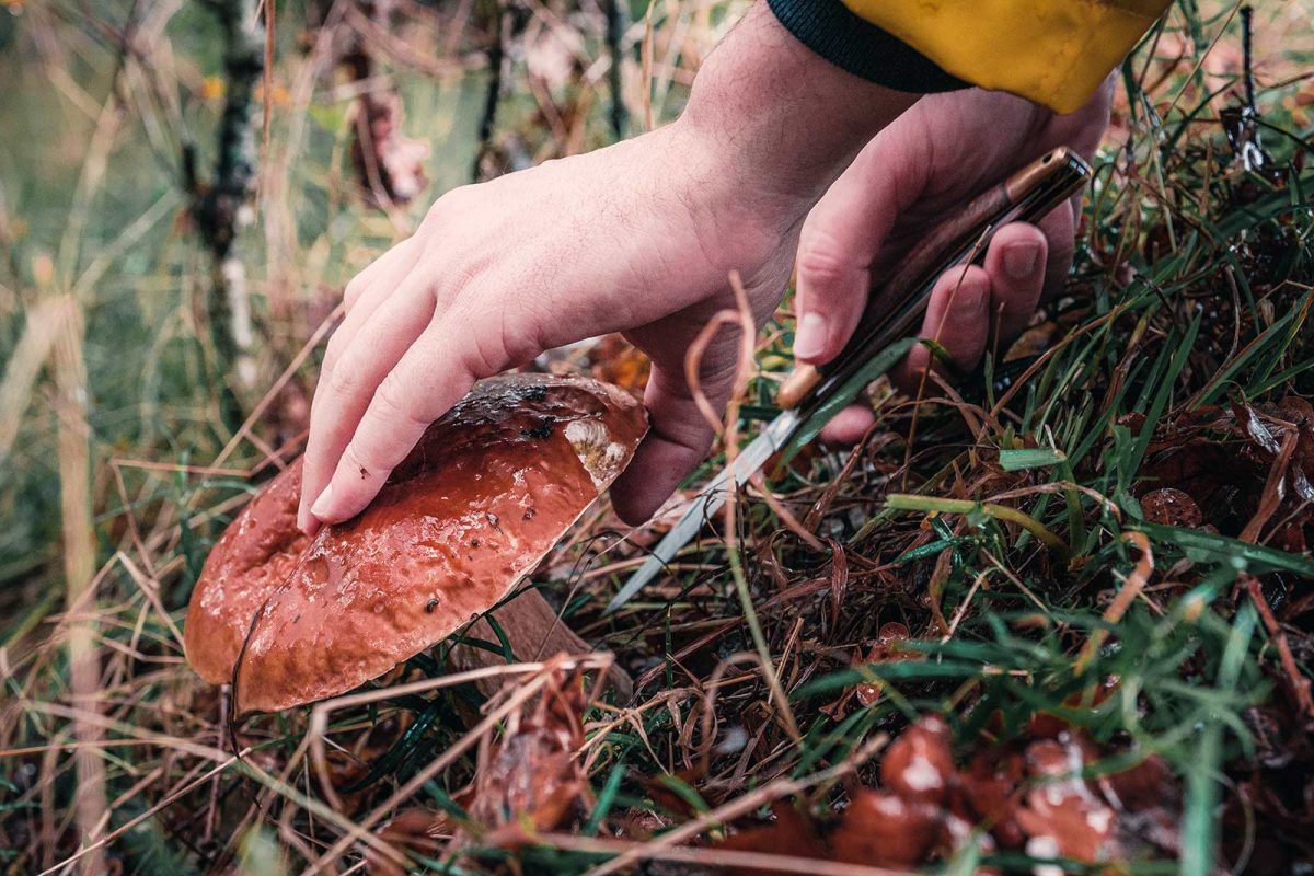Mushroom picking