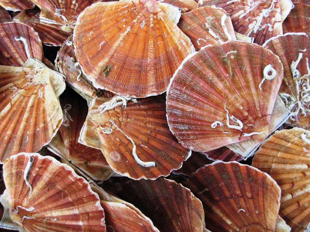 Gros plan sur des coquilles St Jacques