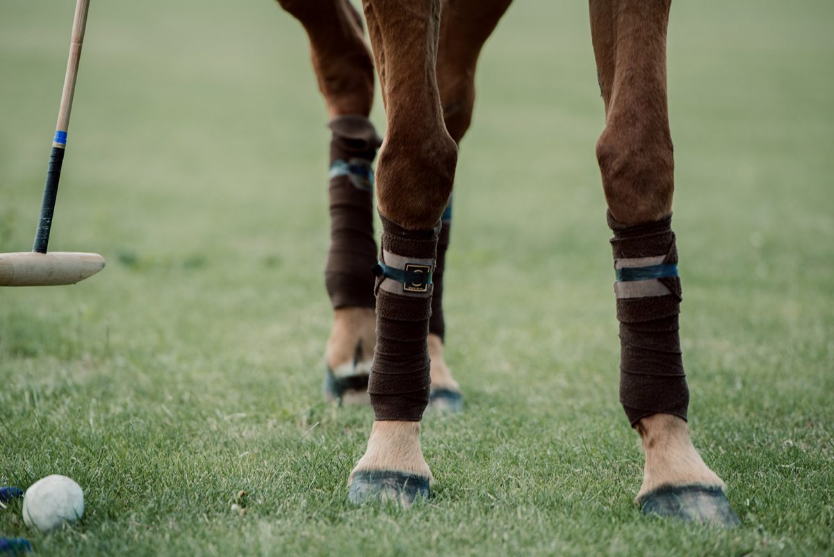 Gros plan sur un cheval équipé pour le polo - expérience