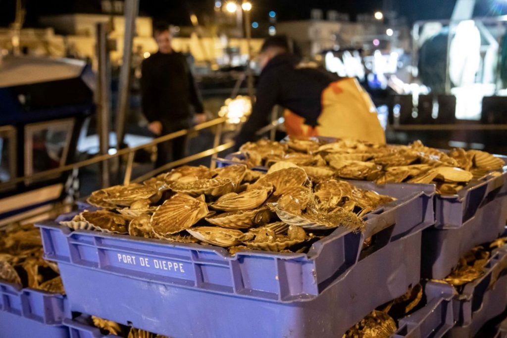 Casiers de coquilles Saint-Jacques