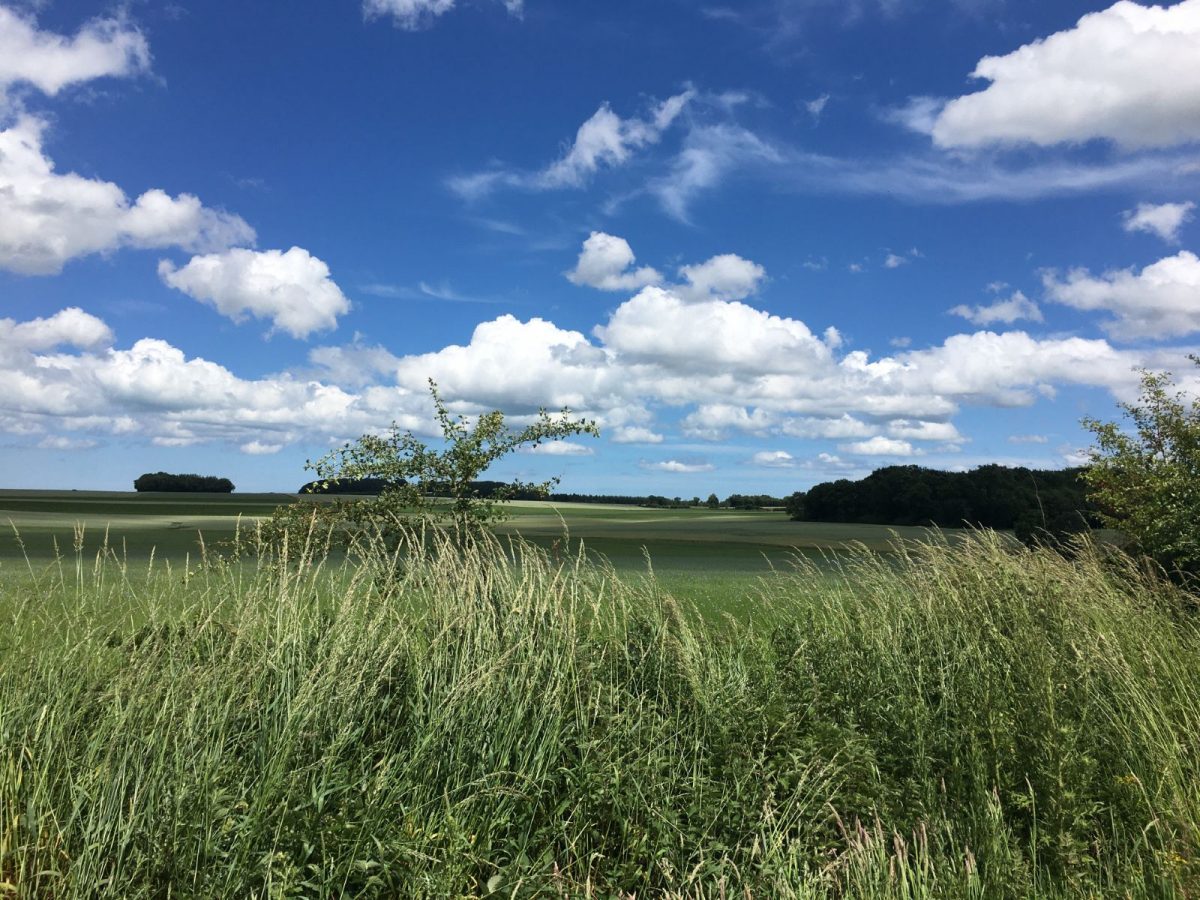 Flax fields landscapes