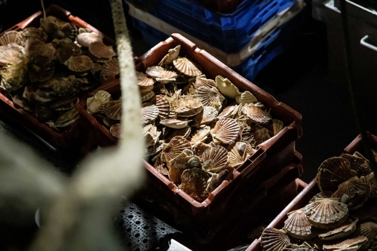 Casiers de Coquilles Saint-Jacques