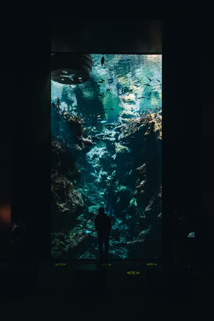 Aquarium à la Cité de la mer
