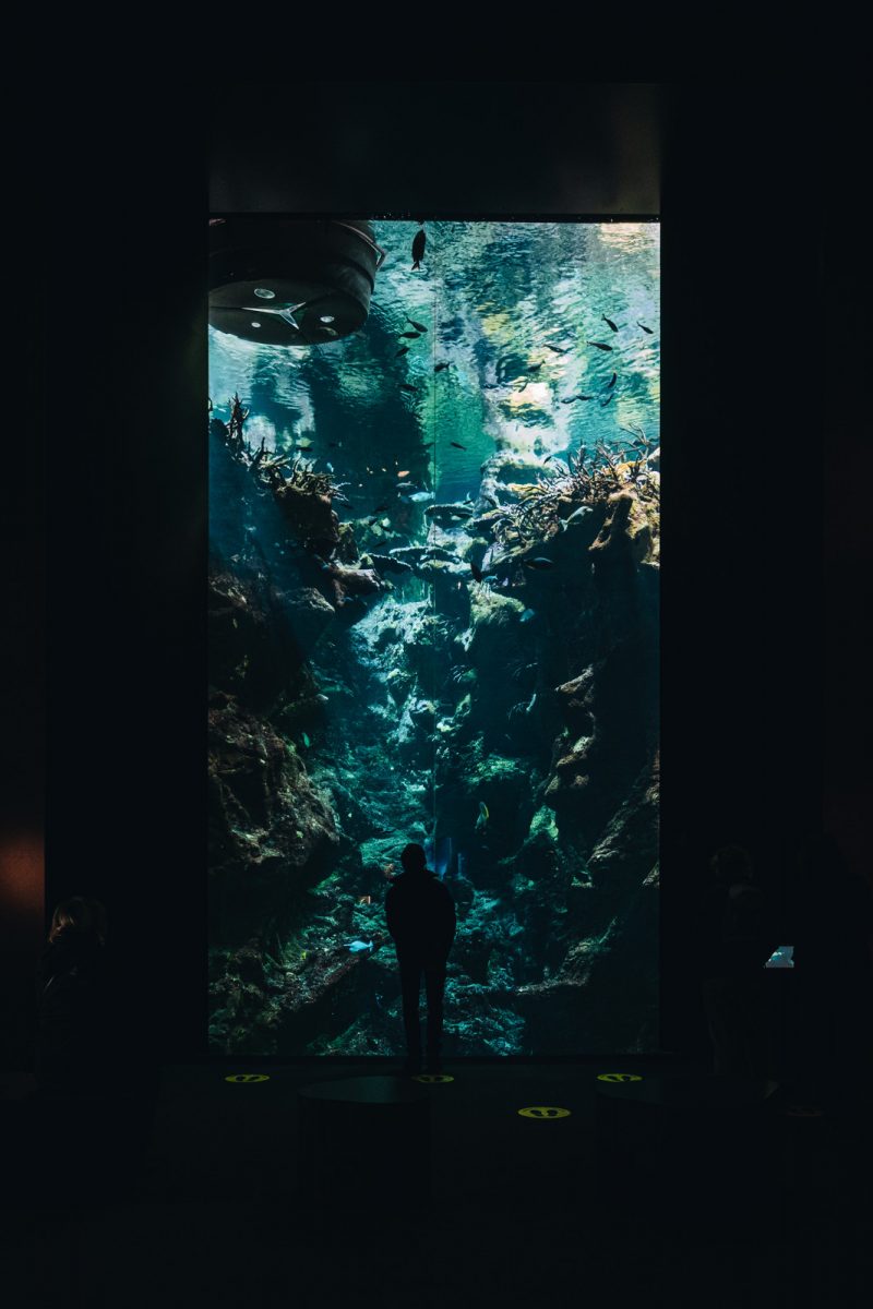 Aquarium en el museo Cité de la mer