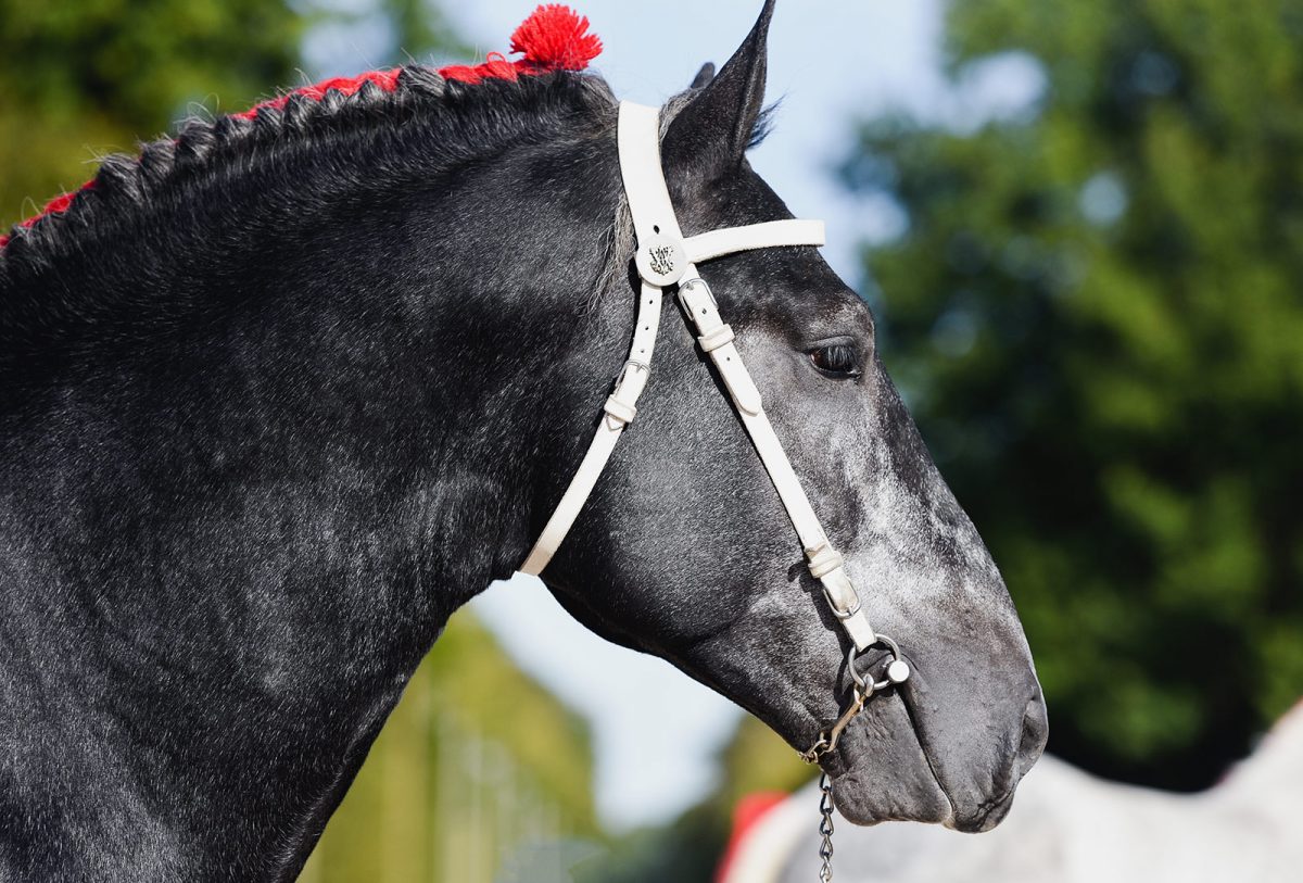 Cheval de trait Percheron