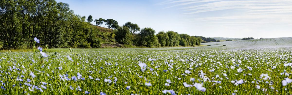 Linen field