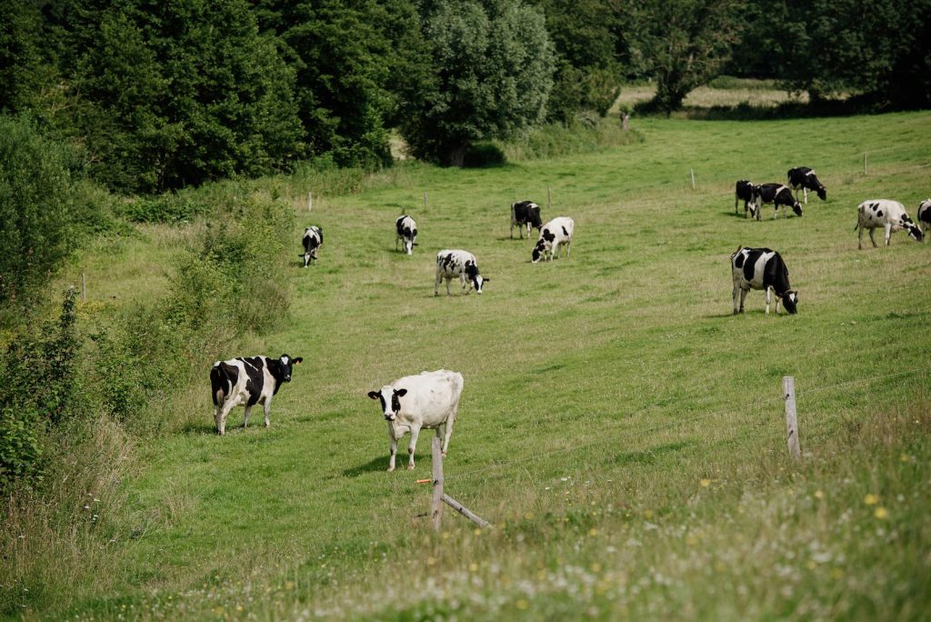 Dans les prés du Pays de Bray