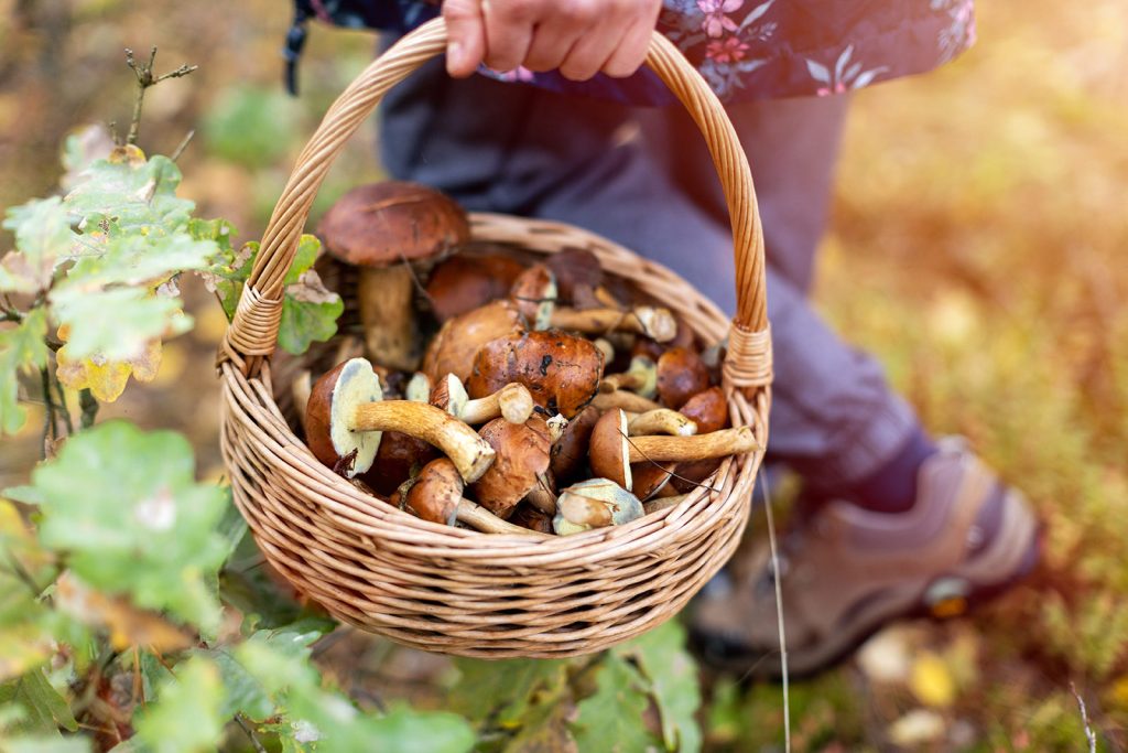 Panier de champignons