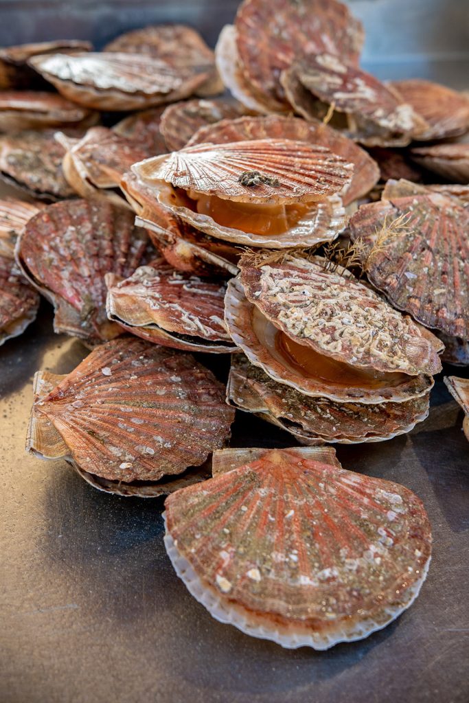 Coquilles Saint-Jacques à Port-en-Bessin