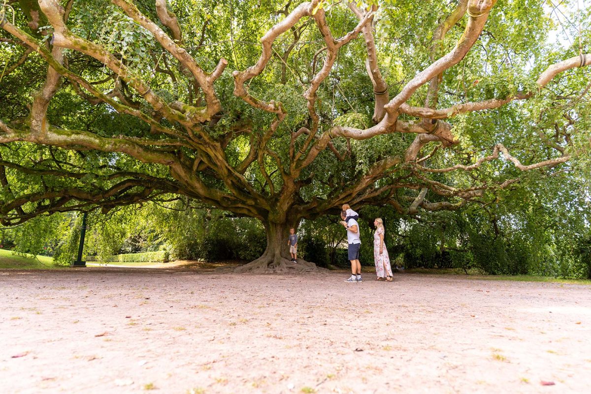 Haya llorona en el jardín botánico de Bayeux