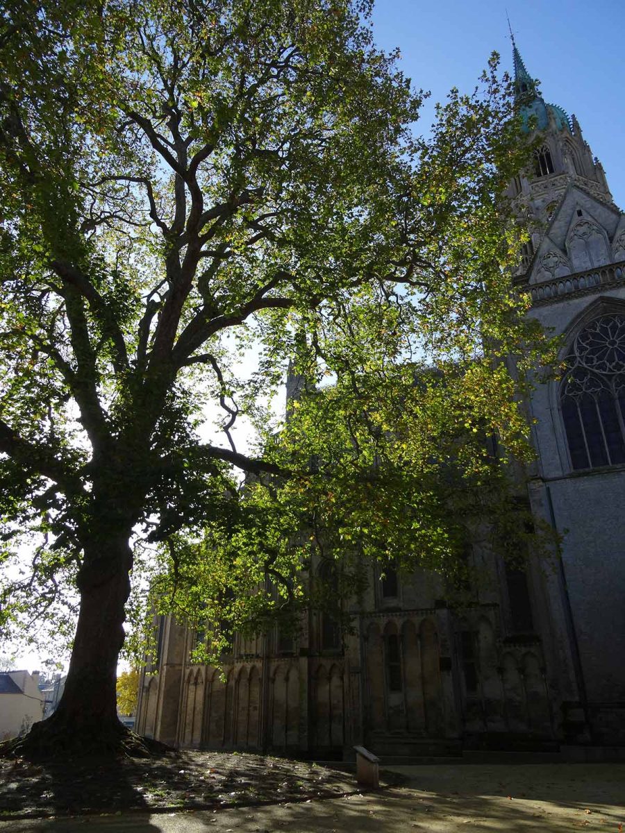Arbre de la Liberté Bayeux