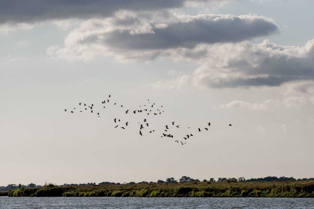 Vuelo de pájaros sobre las riberas