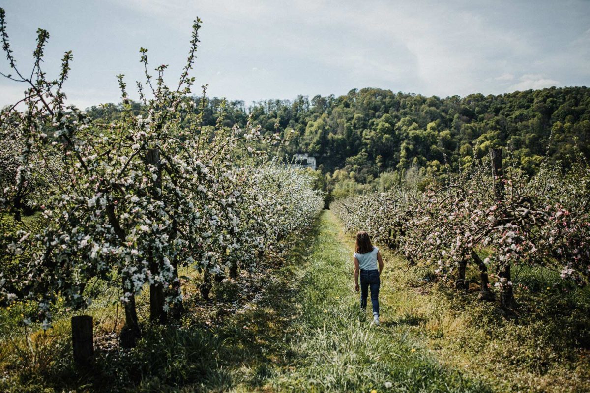 Pommiers en fleurs
