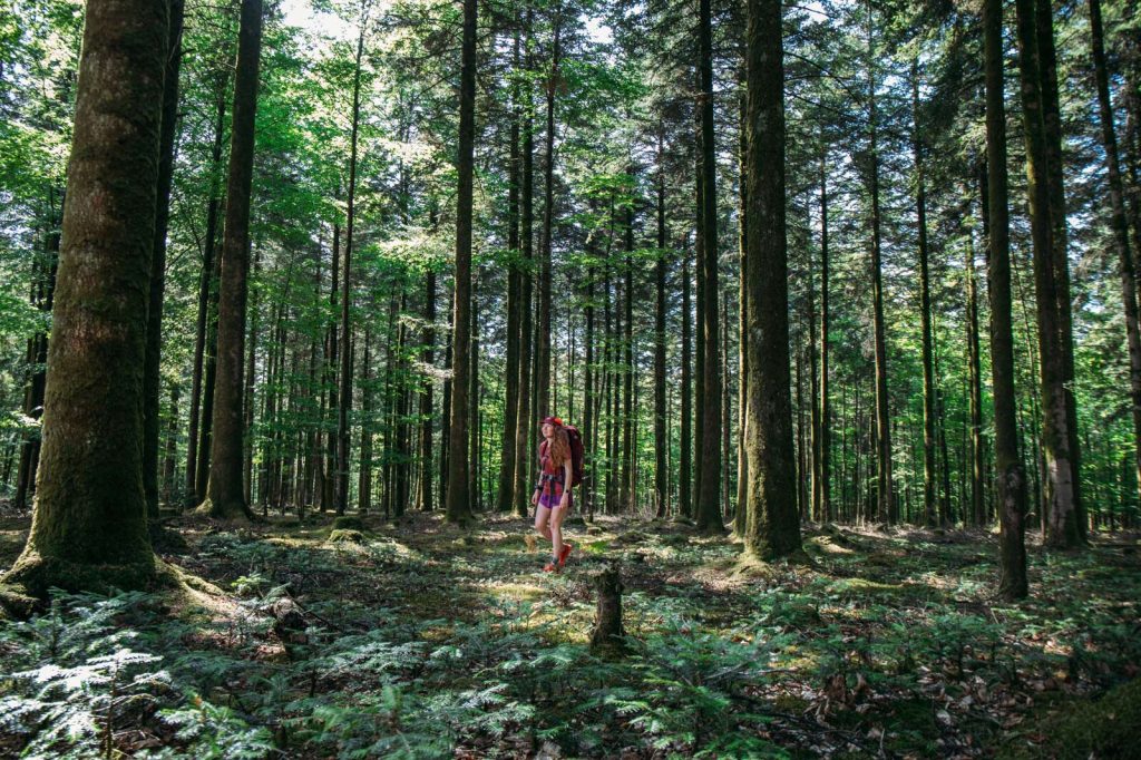 Sur le GR22 dans la foret d