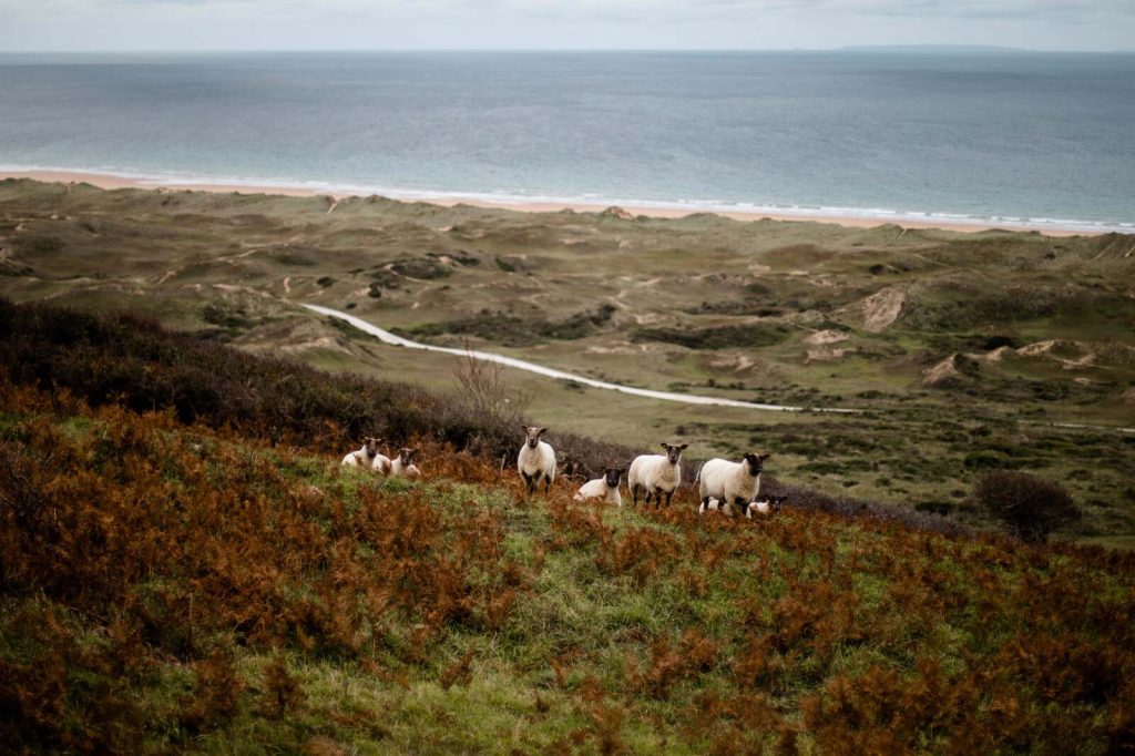 Moutons dunes de Biville