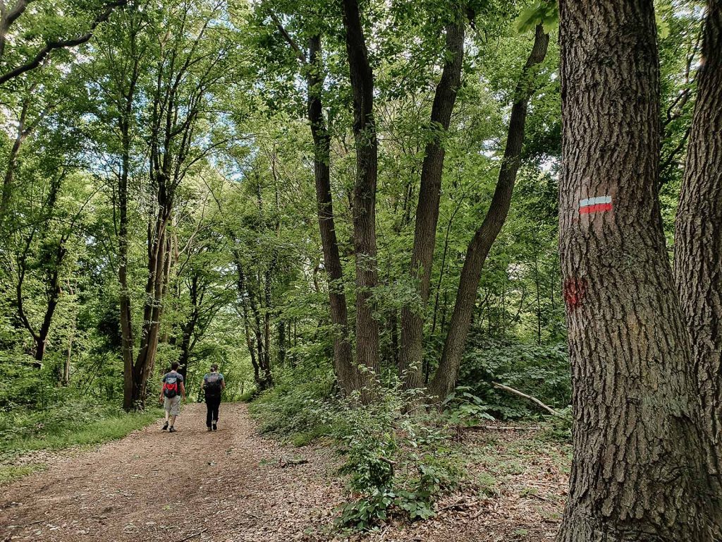En forêt sur le GR2