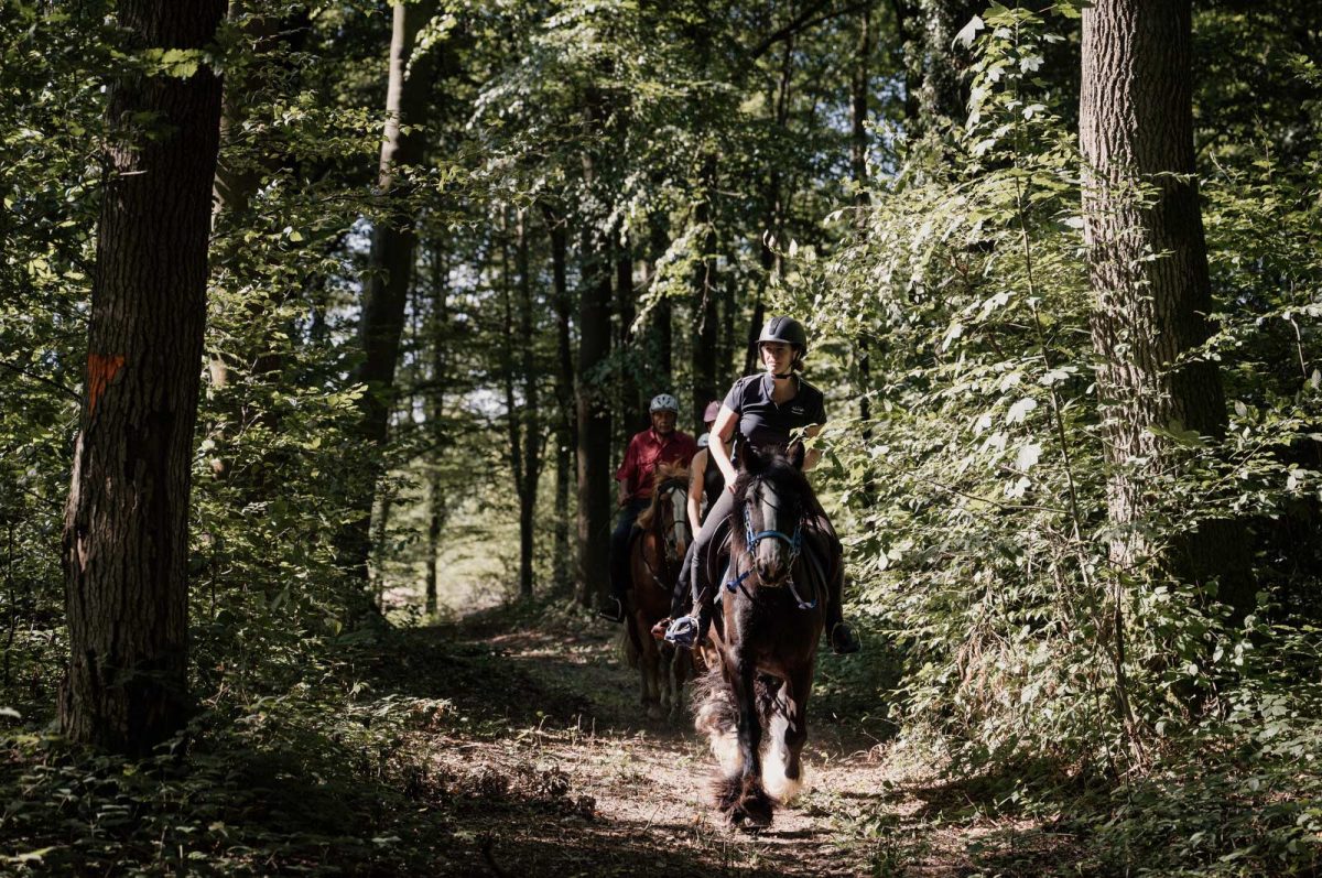 Cheval dans la forêt de Lyons
