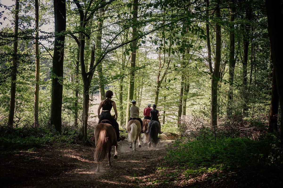 A cheval en forêt de Lyons