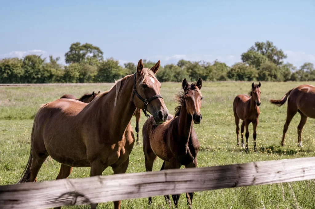Chevaux trotteurs dans les prés