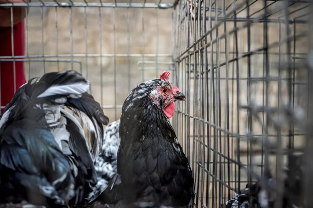 Gournay hen