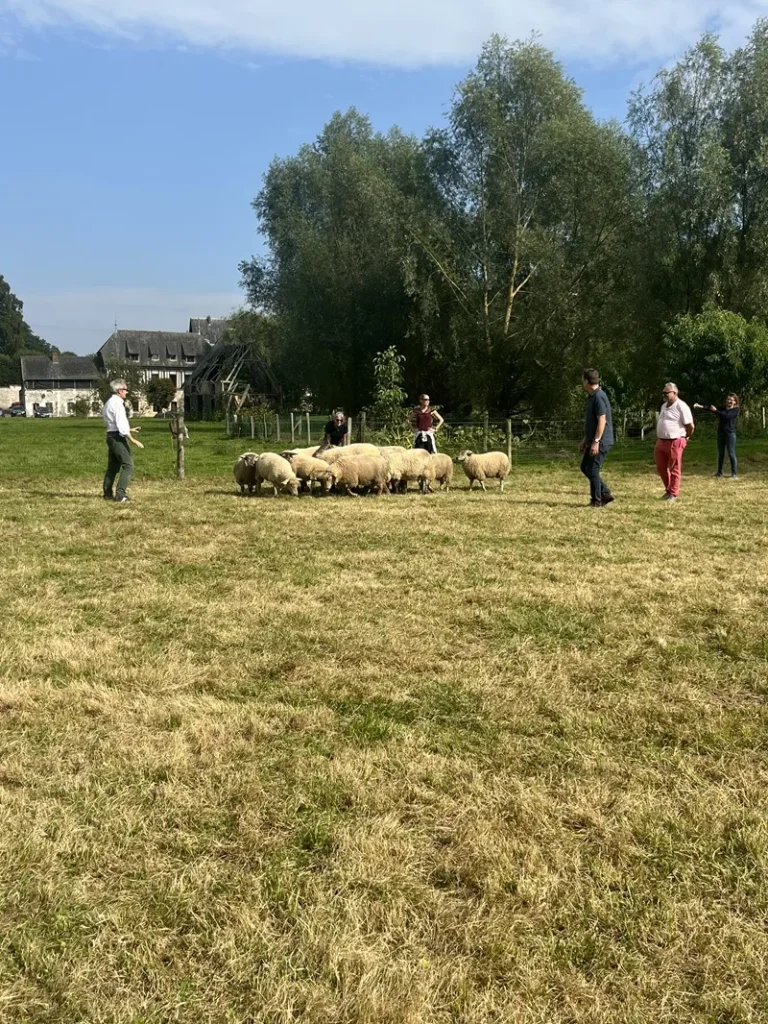 Team-building Sheepcoaching par Leadersheep