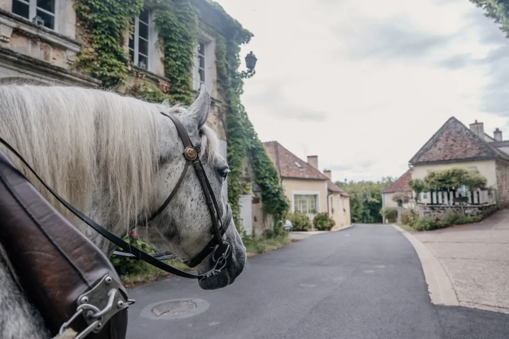 A Percheron horse in the village of La Perrière