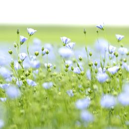 Champ de lin en fleurs