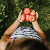 Enfant tenant des pommes tout juste ramassées