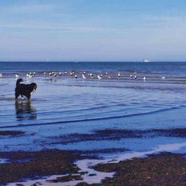 maree-basse-terre-de-nacre-chien