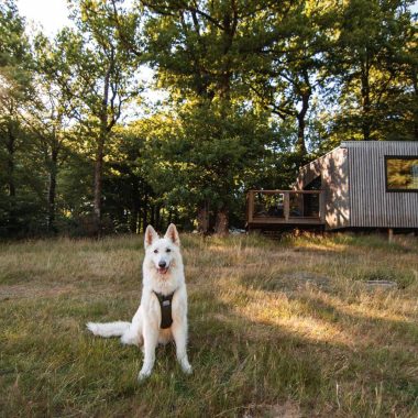 Chien à Etape en forêt, dans le Calvados