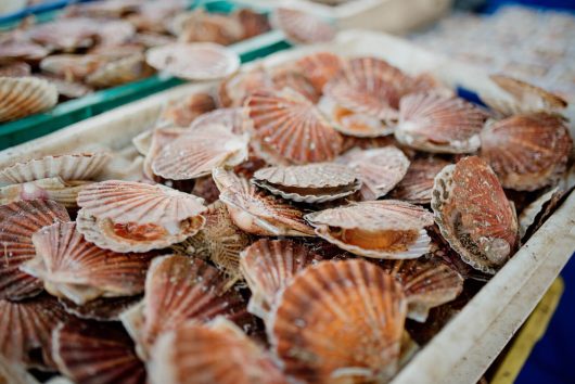 coquille-saint-jacques-marche-neubourg