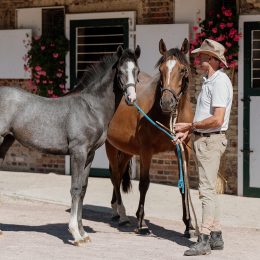 Visite au Haras d'Ecajeul
