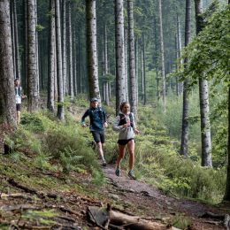 personnes pratiquant le trail en forêt en massif d'écouves