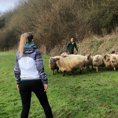 Teambuilding Sheep coaching réalisé par Christophe RIOU de Leadersheep