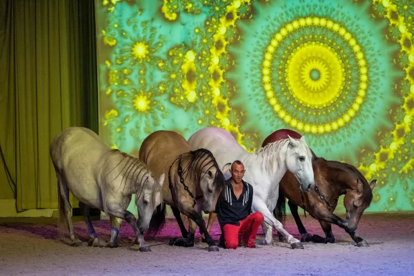 Spectacle au Haras du Pin