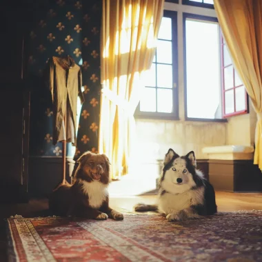Chiens au Château d'Etelan