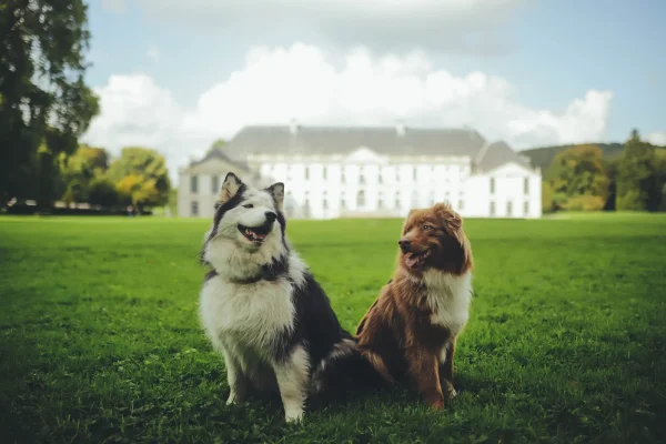 Chiens dans le parc de l'Abbaye du Valasse
