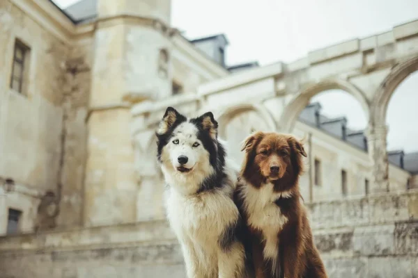 Chiens devant le Château de Gaillon
