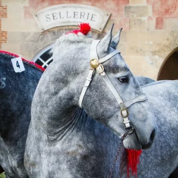 Cheval Percheron au Haras du Pin