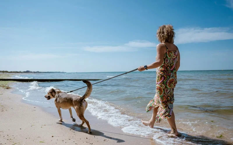 Les plages autorisées aux chiens en Normandie