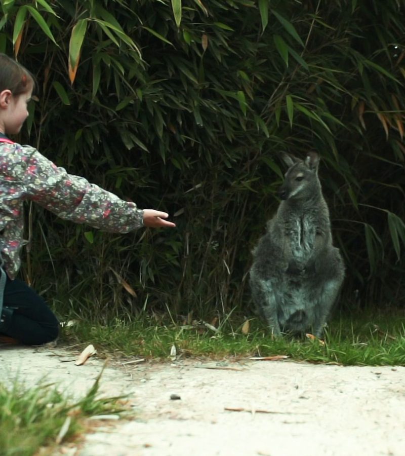 Notre week-end safari en famille dans un parc zoologique