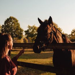 Beuvron-en-Auge, cheval