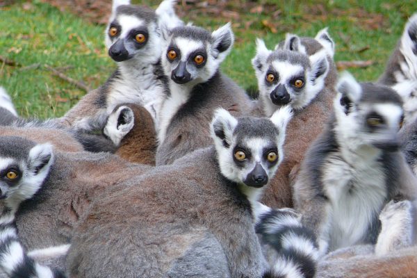 Lémuriens au Zoo de Jurques