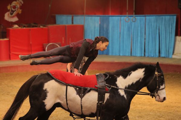Vargas Show Equestre