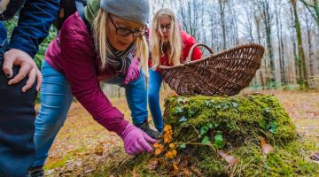 Sortie champignons en forêt de Bellême