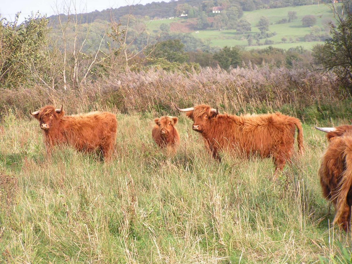 Vaches Highlands Cattles au parc naturel régional des boucles de la Seine Normande
