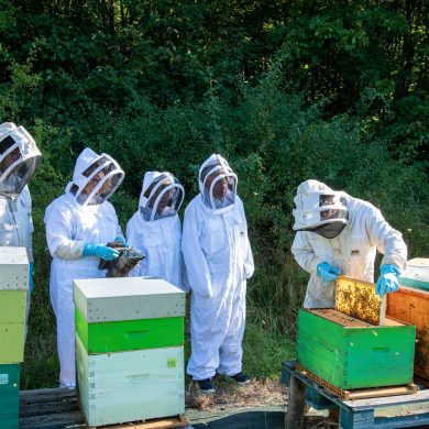 Atelier miel : de la ruche à l’assiette