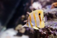aquarium-cite-de-la-mer-cherbourg-ma-thierry