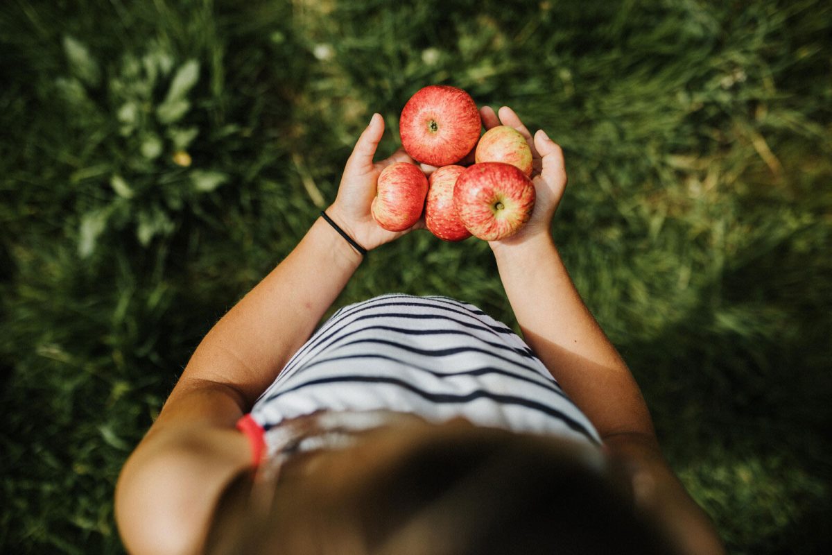 Enfant tenant des pommes tout juste ramassées