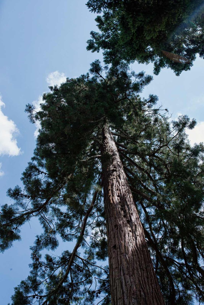 Sequoia au domaine d'Harcourt